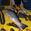 Fisch_2