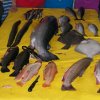 Fisch_4
