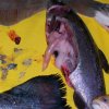 Fisch_6