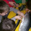 Fisch_8