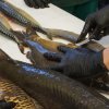 Fisch_08