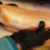 Fisch_11