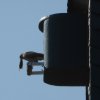 Turmfalke_2