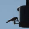 Turmfalke_3