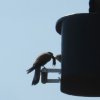 Turmfalke_4