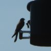 Turmfalke_5