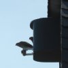 Turmfalke_6