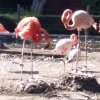 Zoo_07