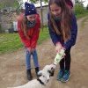 Schaeferei_16