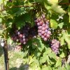 16_Oradea_06